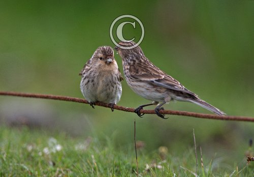 Pair of Redpolls DM1806